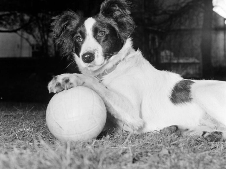 picker-dog